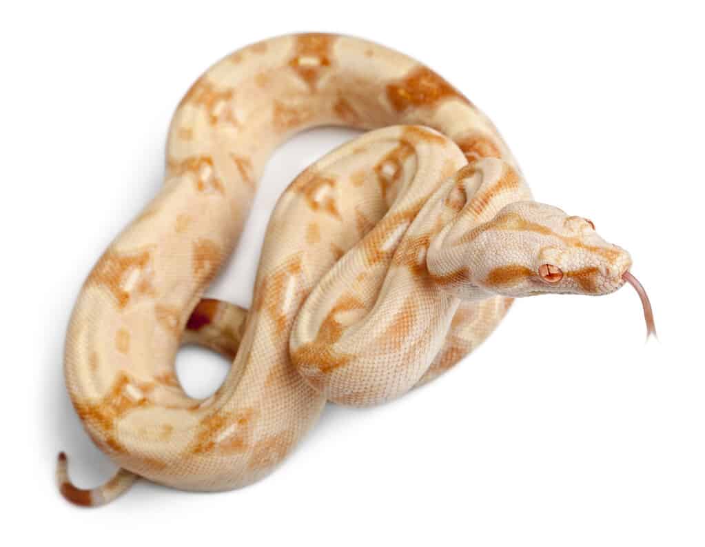 Albinos Boa constrictor, Boa constrictor, 2 months old,