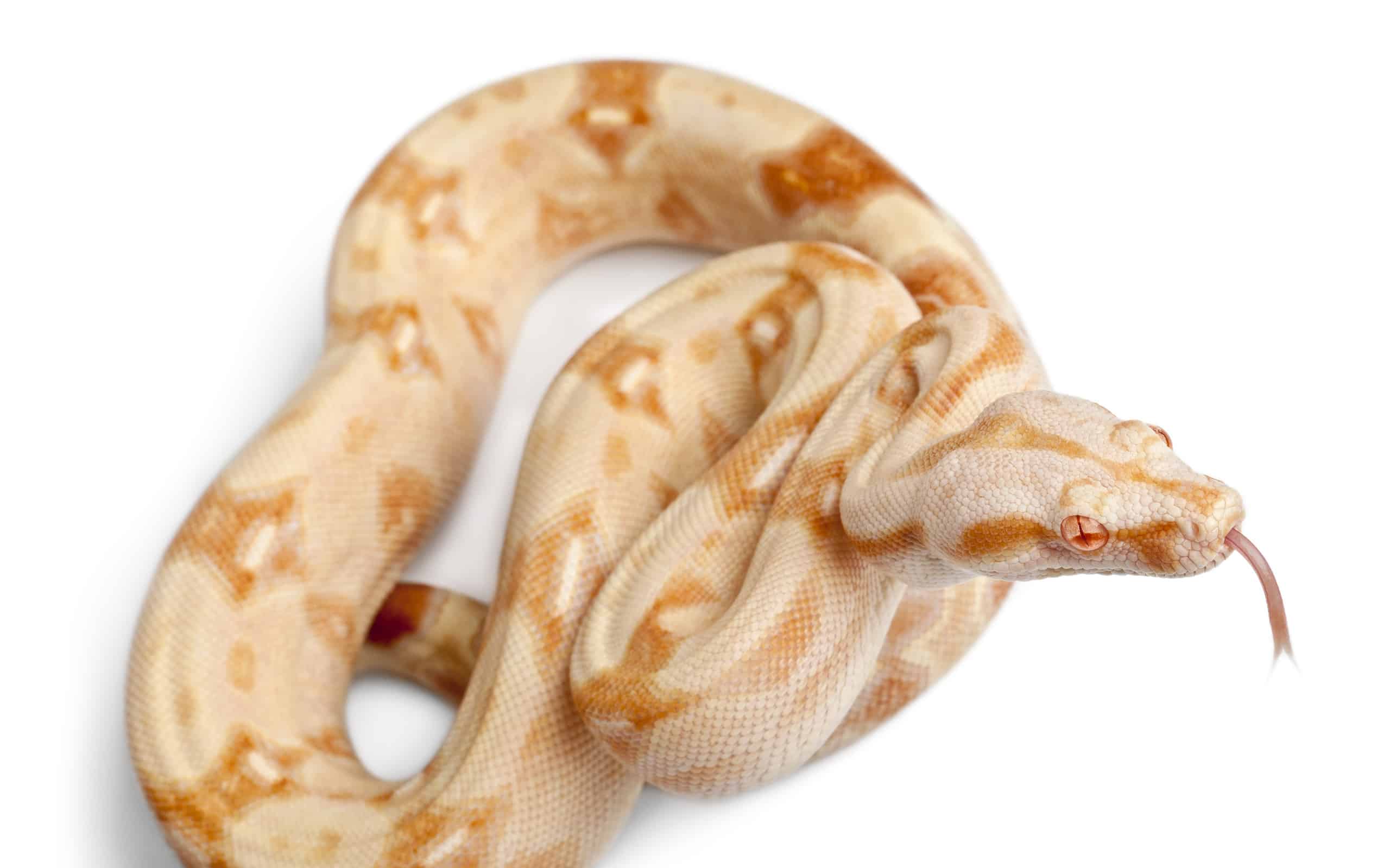Albinos Boa constrictor, Boa constrictor, 2 months old,
