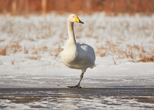Swan standing on one leg