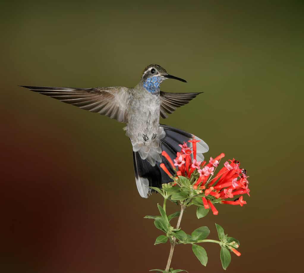 blue-throated hummingbird