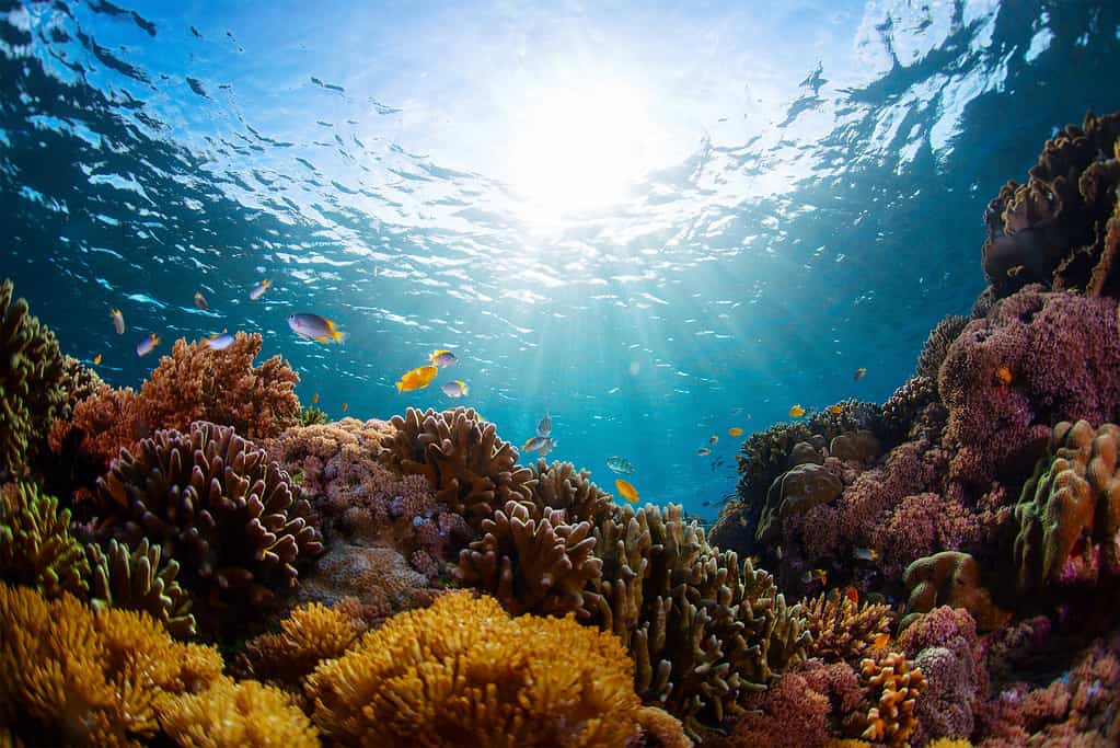 Reef, Sea, Coral - Cnidarian, Underwater, Biodiversity