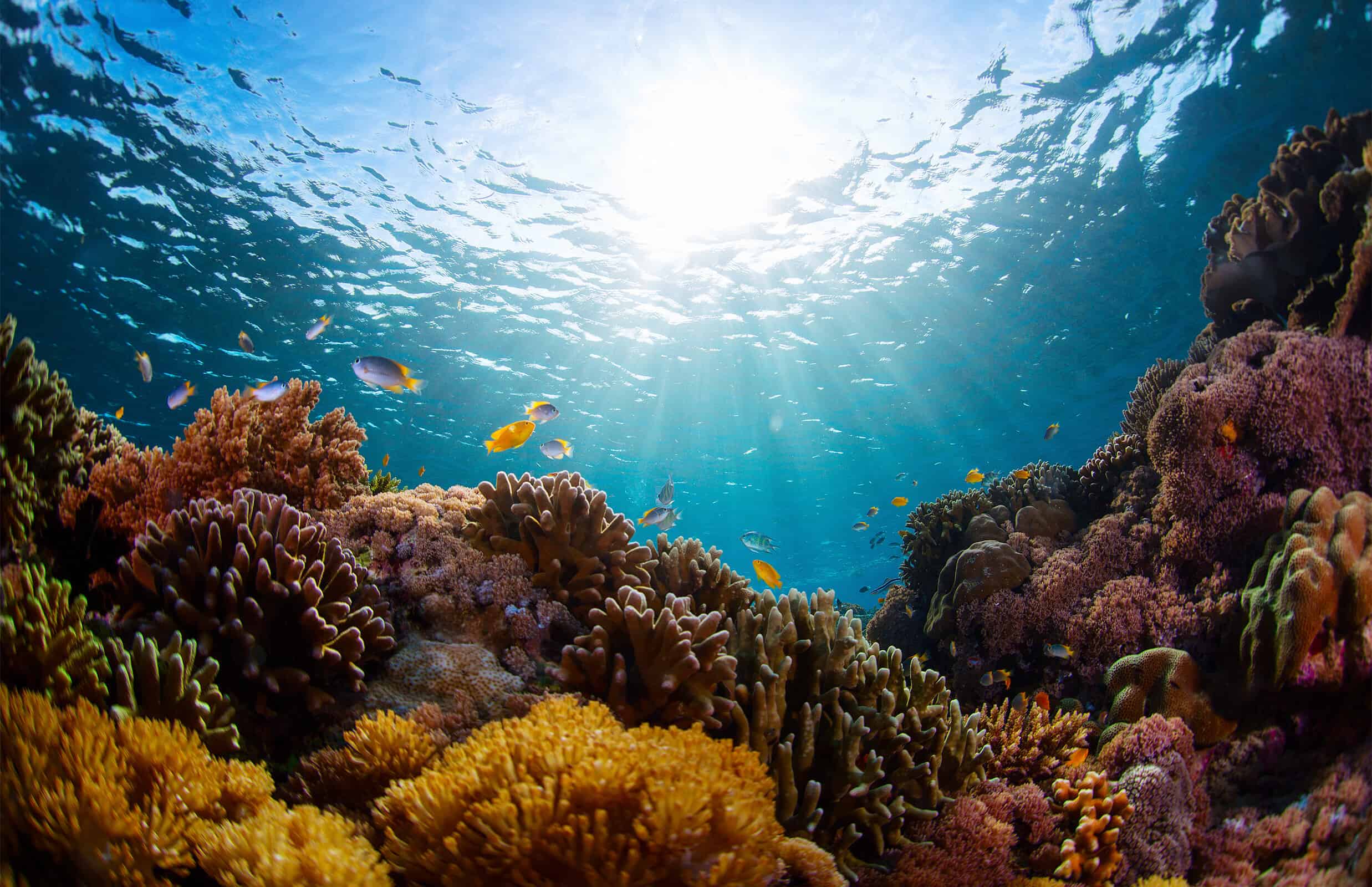 Dive Into the Wild World of America's National Marine Sanctuaries