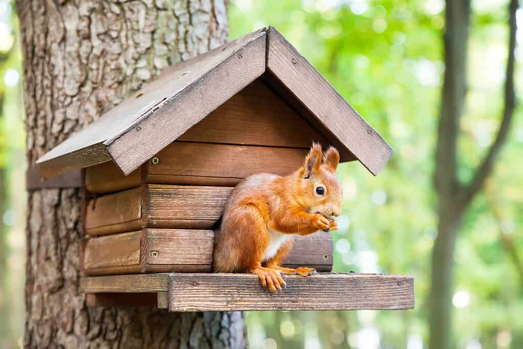 Wild squirrel eats in his house