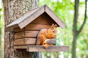 How to Attract Squirrel to Your Yard: 13 Effective Methods & Benefits Picture