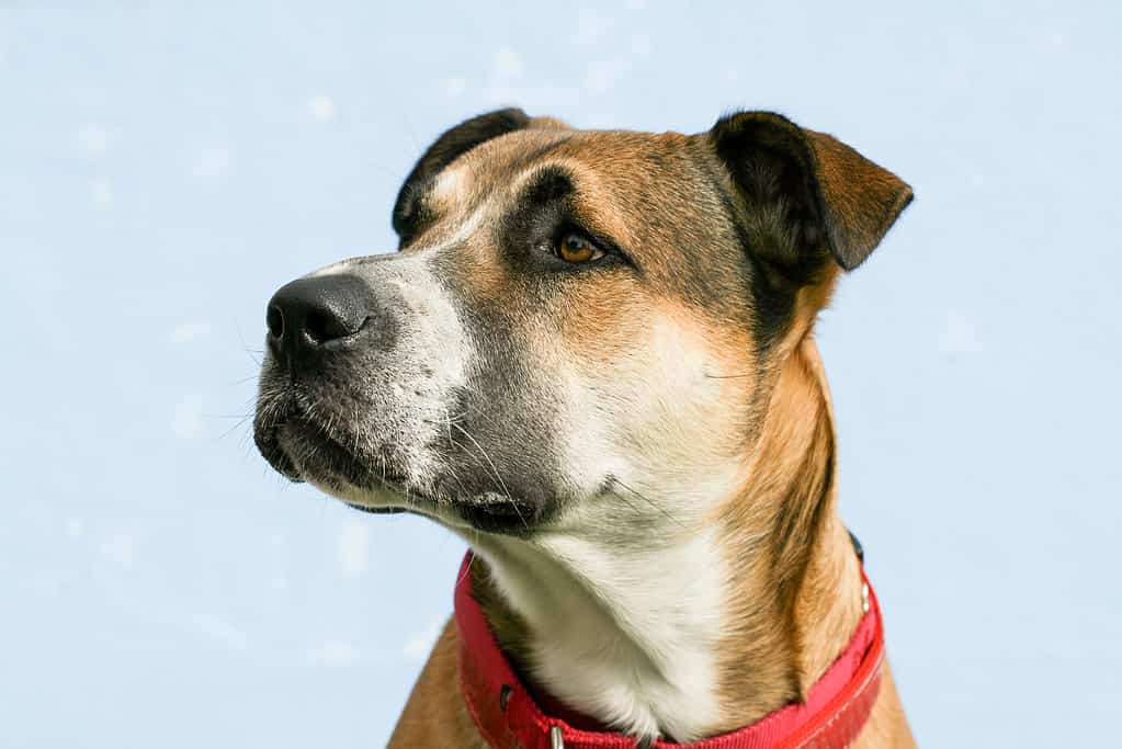 large mixed breed young dog headshot of shepherd pitbull