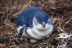 Little penguin incubates the egg.