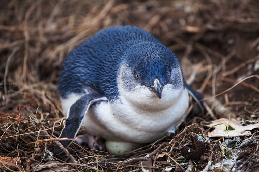 Little penguin incubates the egg.