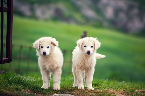 Two puppies of Great Pyrenean Mountain Dog