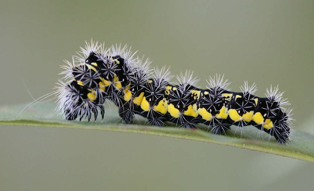 Smartweed Caterpllar