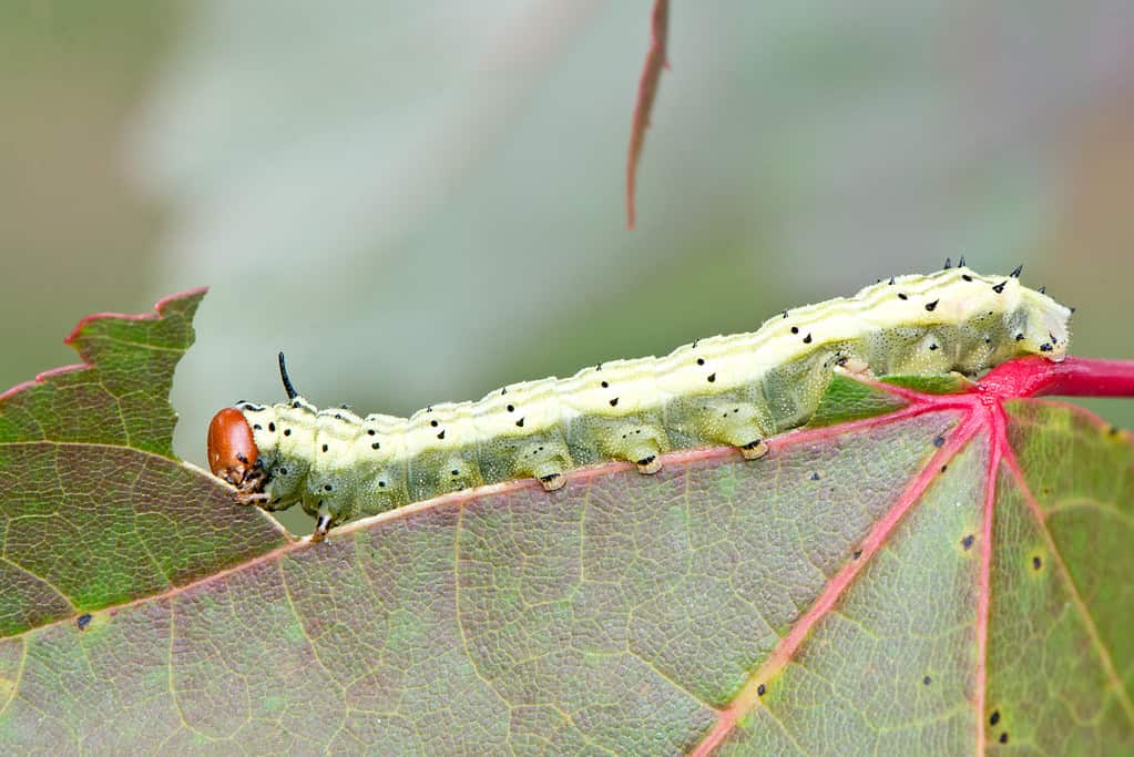 Rosy maple moth caterpillar