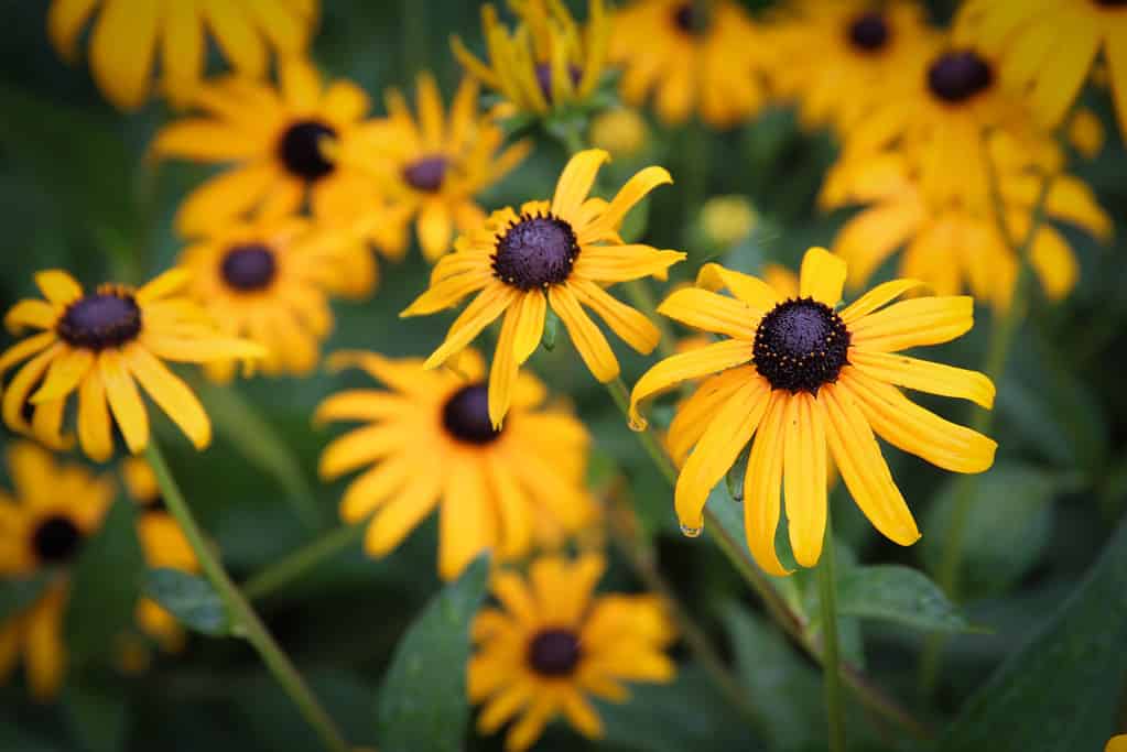 hand full of black eye susans