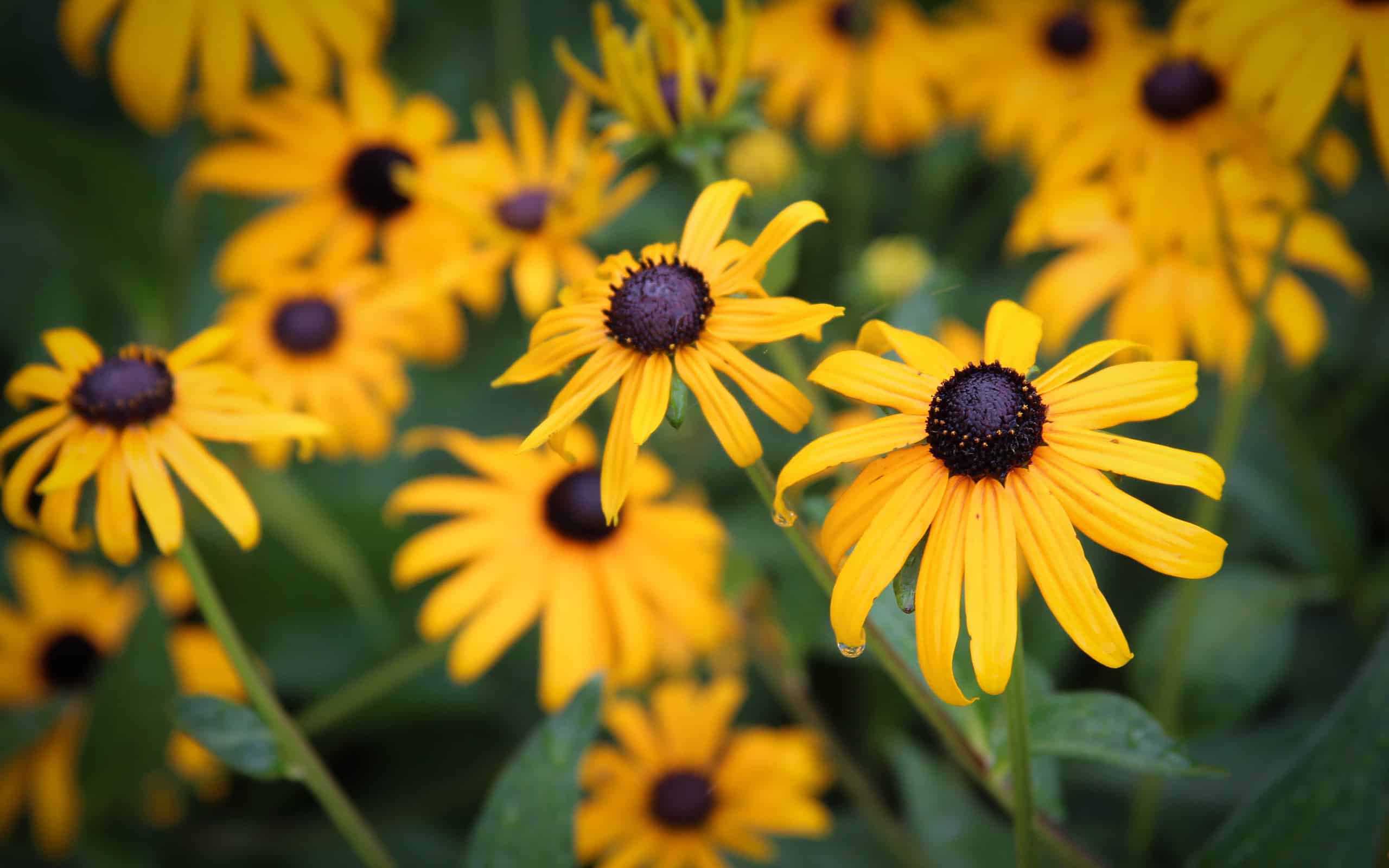 hand full of black eye susans