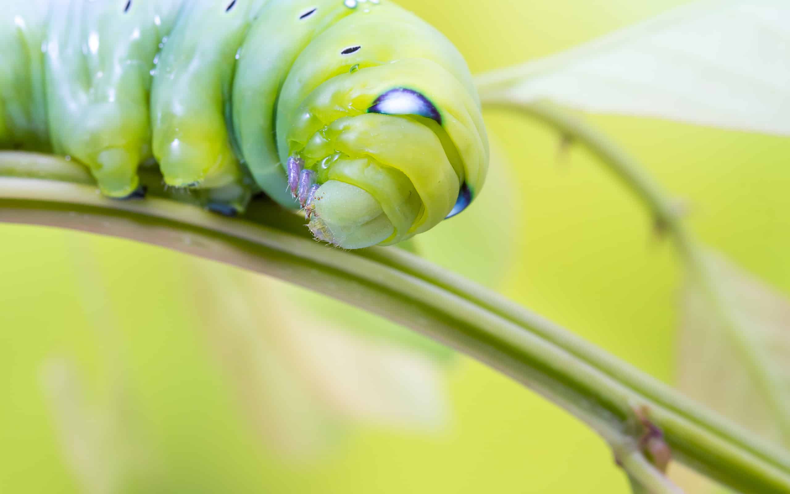 an Daphnis Nerii