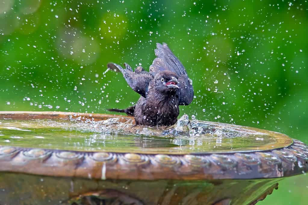 Crow in Birdbath