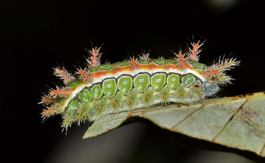 Spiny Oak Slug Caterpillar