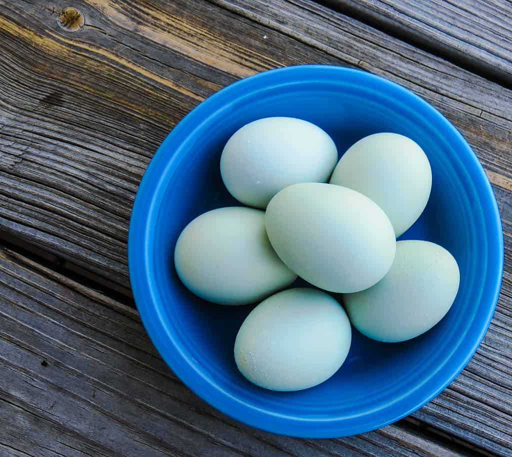 blue Easter Egger eggs