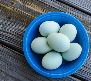 17 Chicken Breeds That Lay Blue Eggs Picture