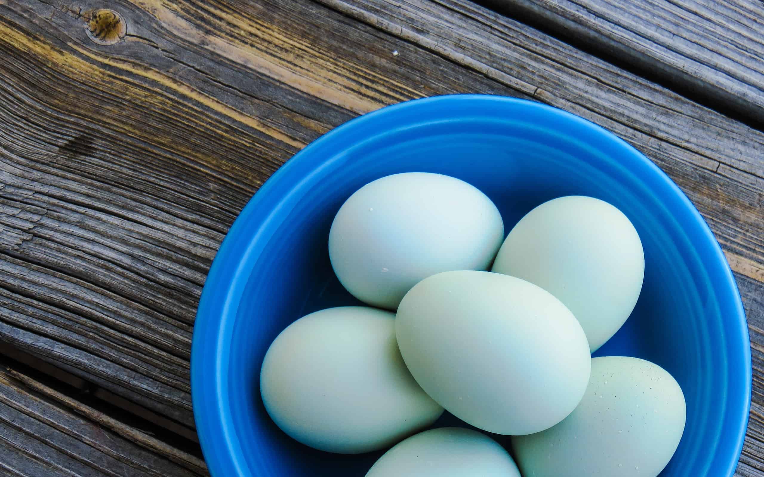 blue Easter Egger eggs