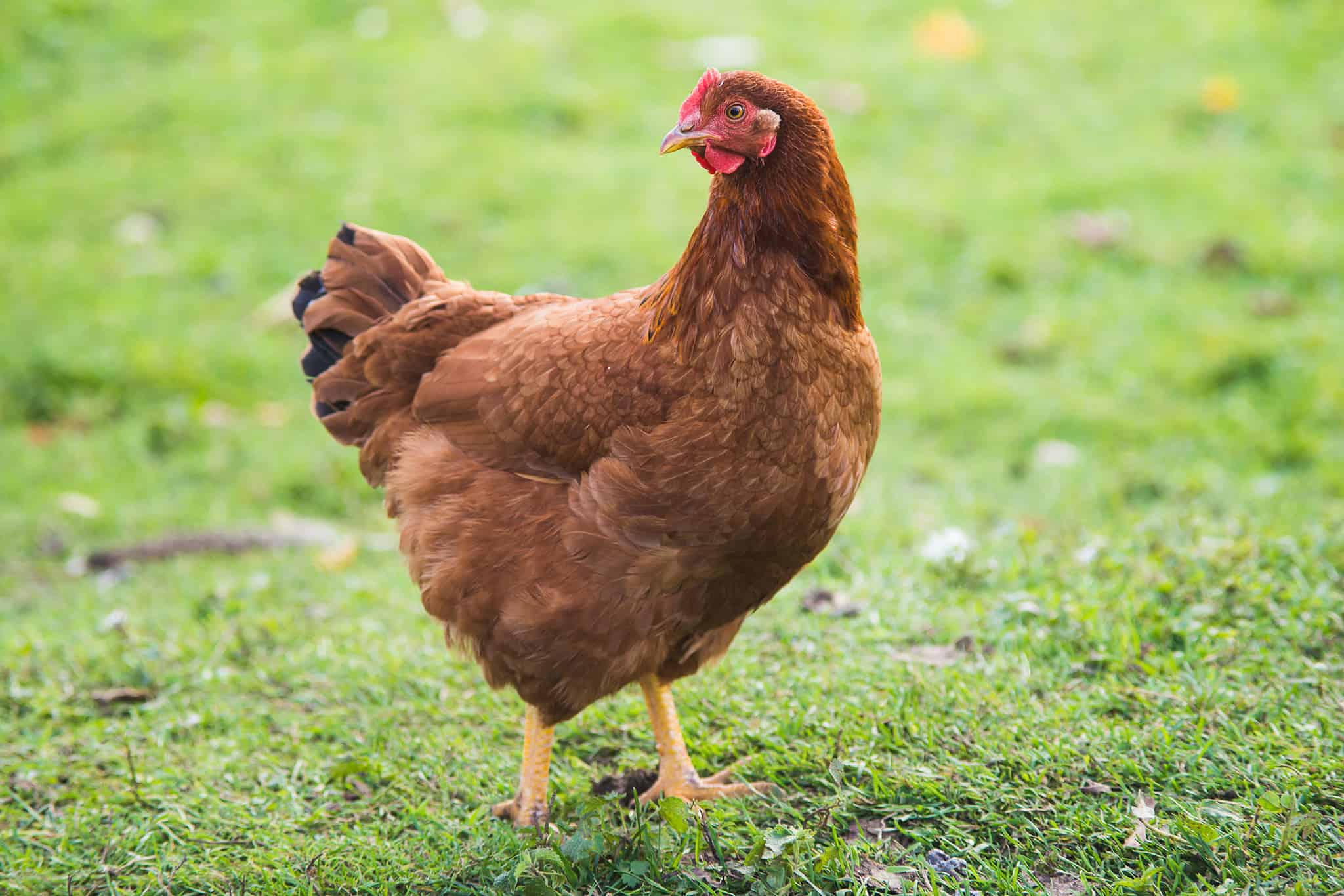 75+ Funny Chicken Names For Your Flock - A-Z Animals