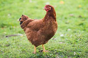 Rhode Island Red Chicken Size Comparison: How Big Do Rhode Island Red Chickens Get? Picture