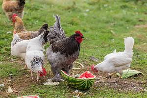 Can Chickens Eat Watermelon? Picture