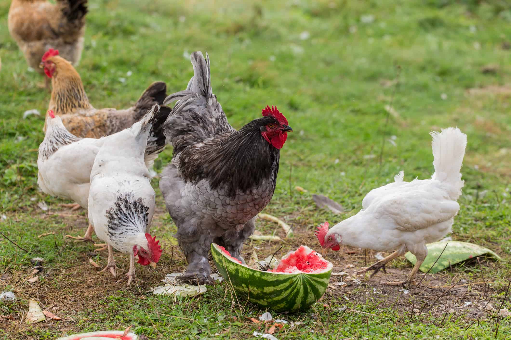hen and rooster eating watermelon