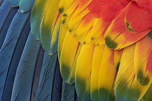 Parrot Colors: Most Common to Rarest Picture