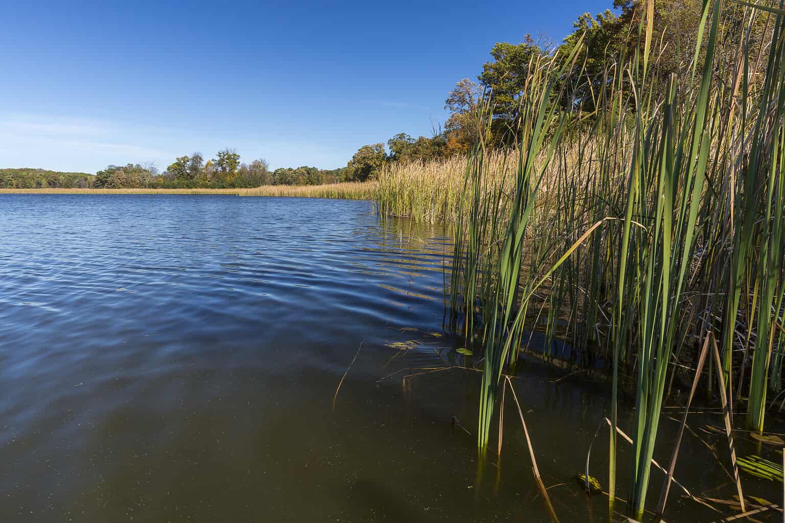 What's in Lake Elsinore and Is It Safe to Swim? - A-Z Animals