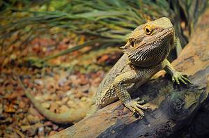 13 Safe Plants Perfect for Your Bearded Dragon’s Home Picture