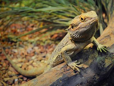 A 13 Safe Plants Perfect for Your Bearded Dragon’s Home