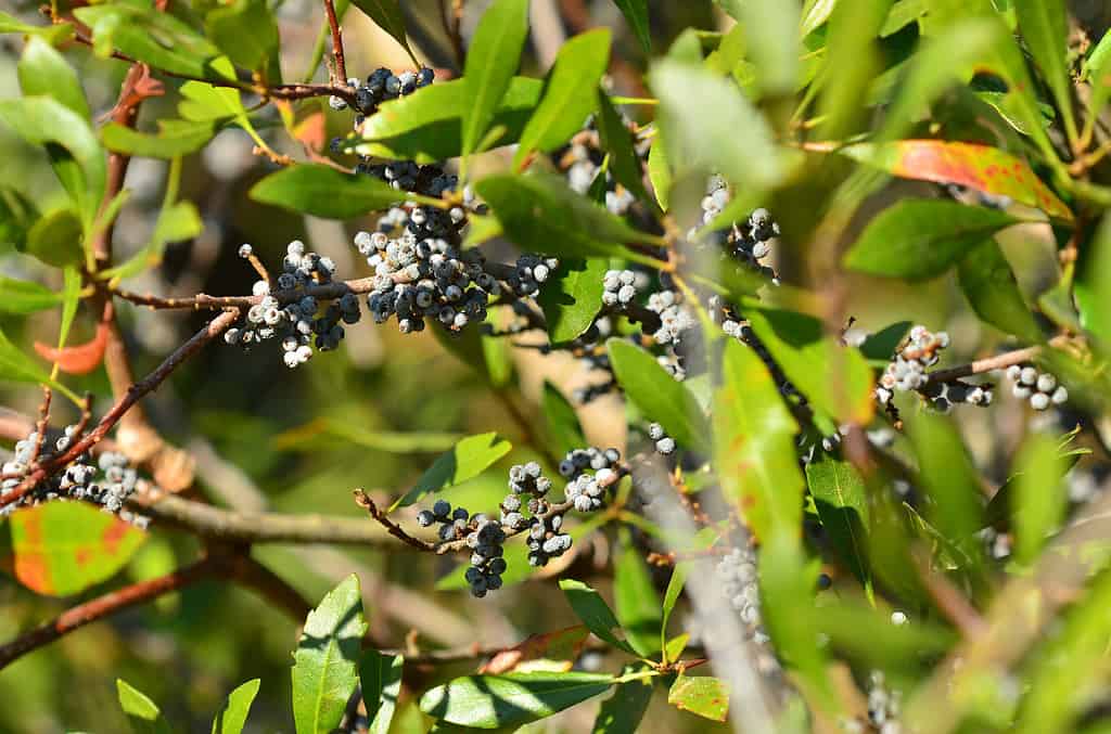 Ripe Wax Myrtle fruit clusters on branches