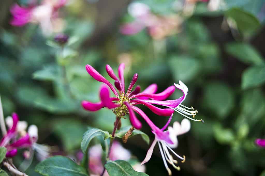 Serotina flower