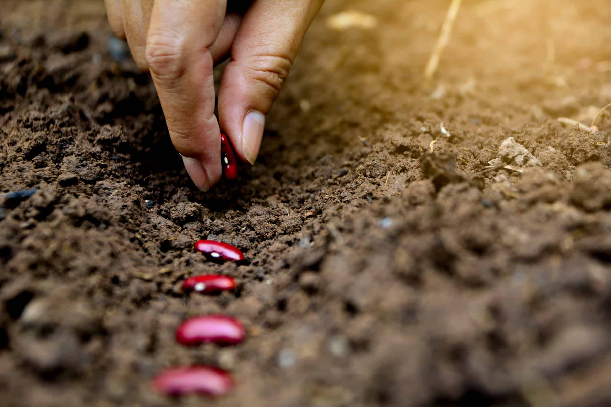 Hands putting red bean seed in the ground