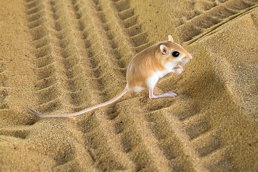 Desert Rat