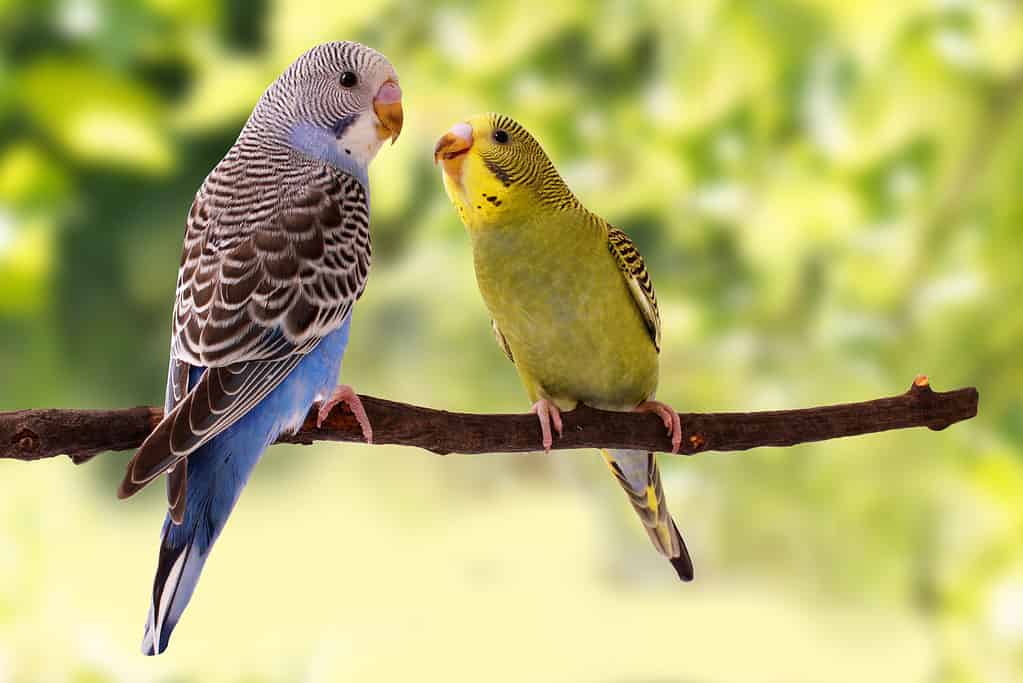 budgies are in the roost on the green background