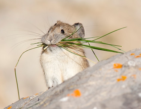 American Pika Facts for Kids - NatureMapping