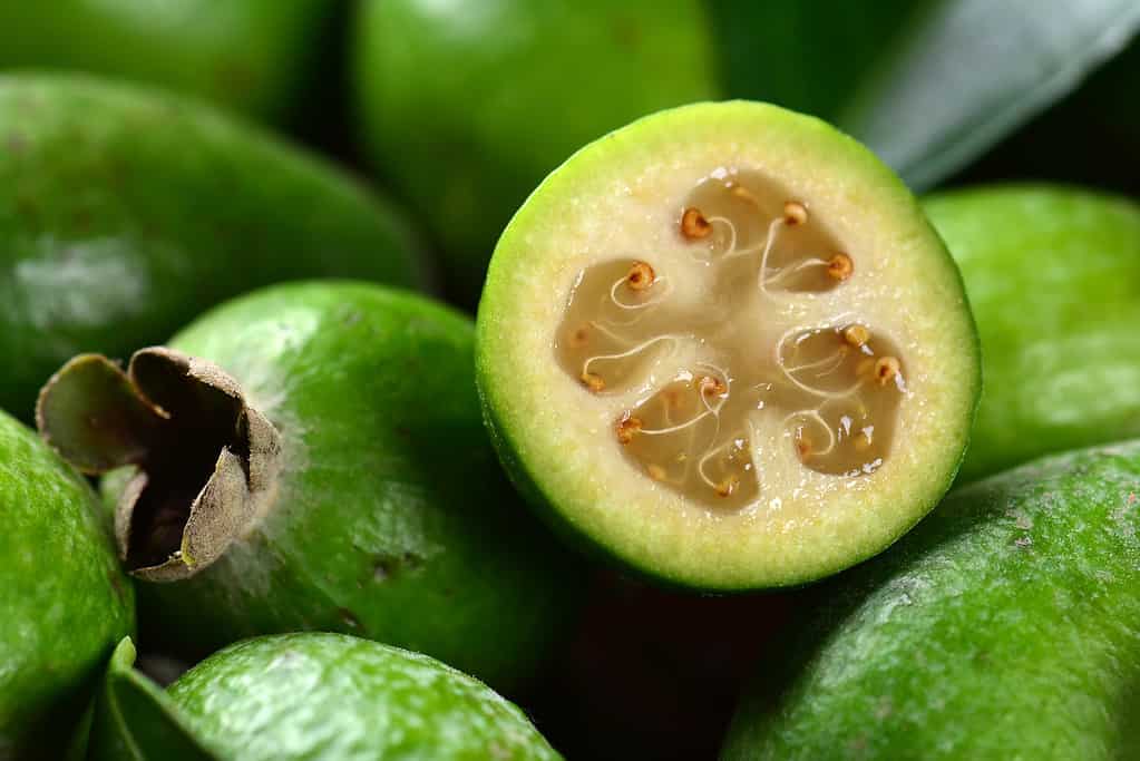 Feijoa fruit