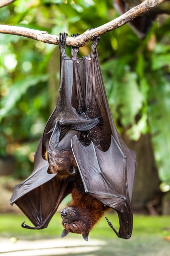 Female bat breastfeeding her baby