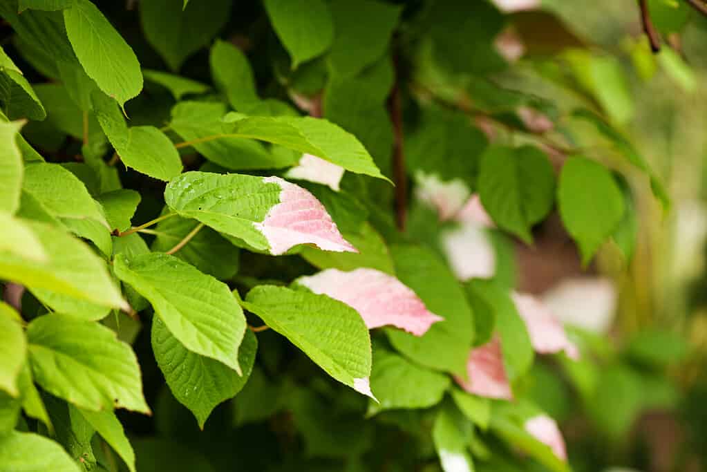 Half colored, white and pink green leaves of Variegated Kiwi Vine, Kolomikta Vine, Arctic Beauty Kiwi, Kolomikta Kiwi, Schmuckkiwi, Strahlengriffel (Actinidia kolomikta).