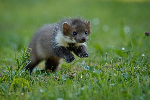 Beautiful cute beech marten, forest animal, Martes foina.