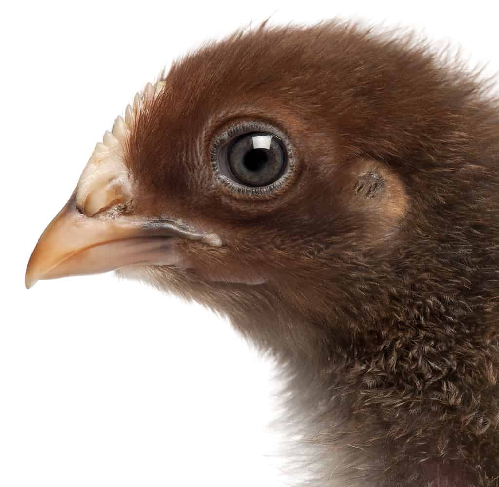 Close-up of Orpington, a breed of chicken, 3 weeks old, in front of white background