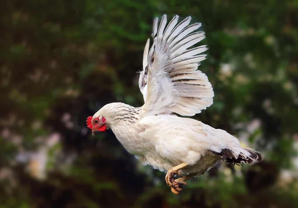 Chicken flying in nature, hen