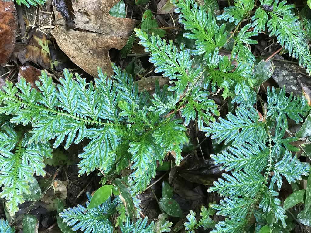 Selaginella willdenowii or Willdenow's spikemoss or Peacock fern in Thailand.