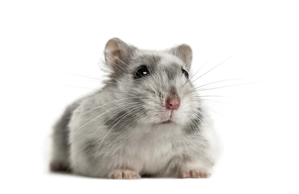 Dominant spot hamster lying, isolated on white