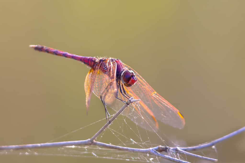 Violet dropwing dragonfly perched on a stick