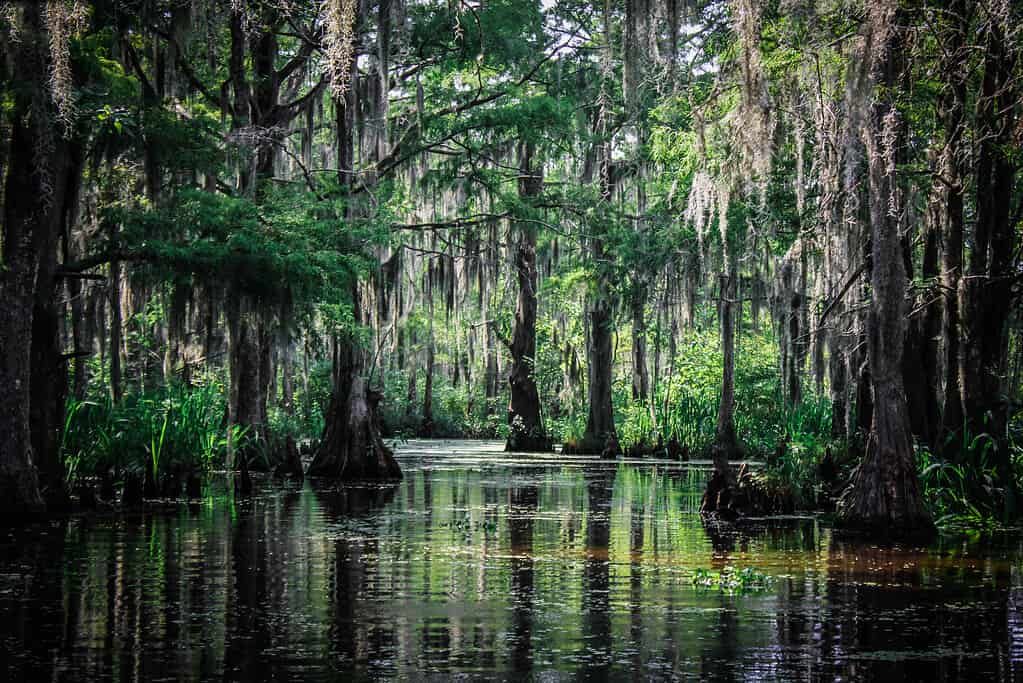 Trees of the Louisiana Swamp