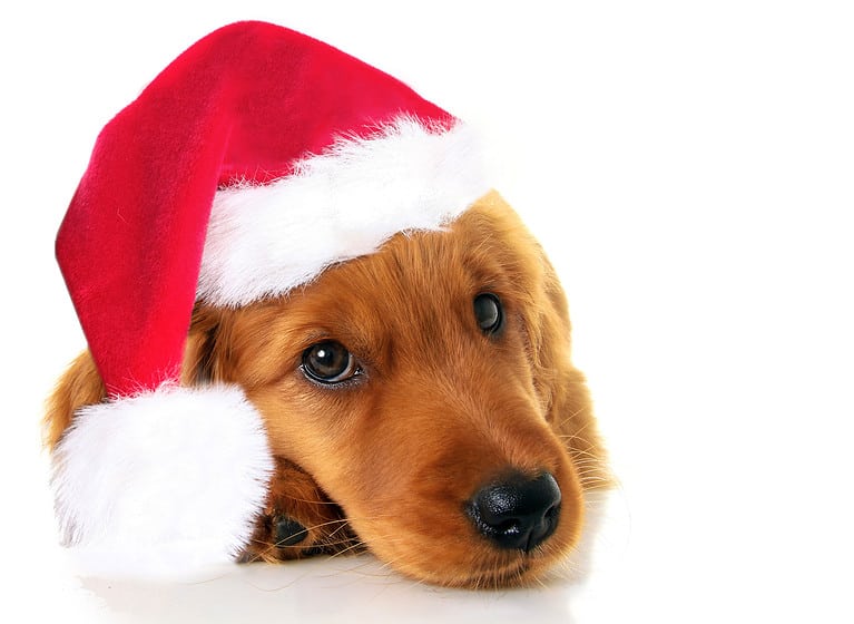 Dog, Santa Hat, Animal, Animal Body Part, Animal Hair