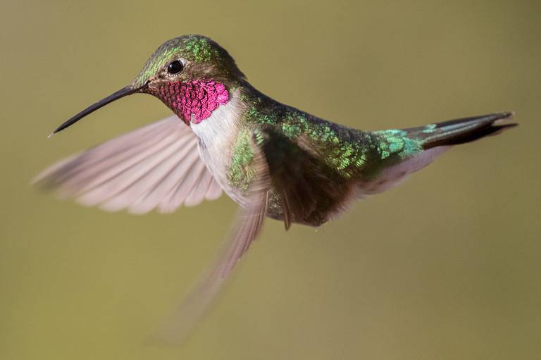 Gliding Hummingbird