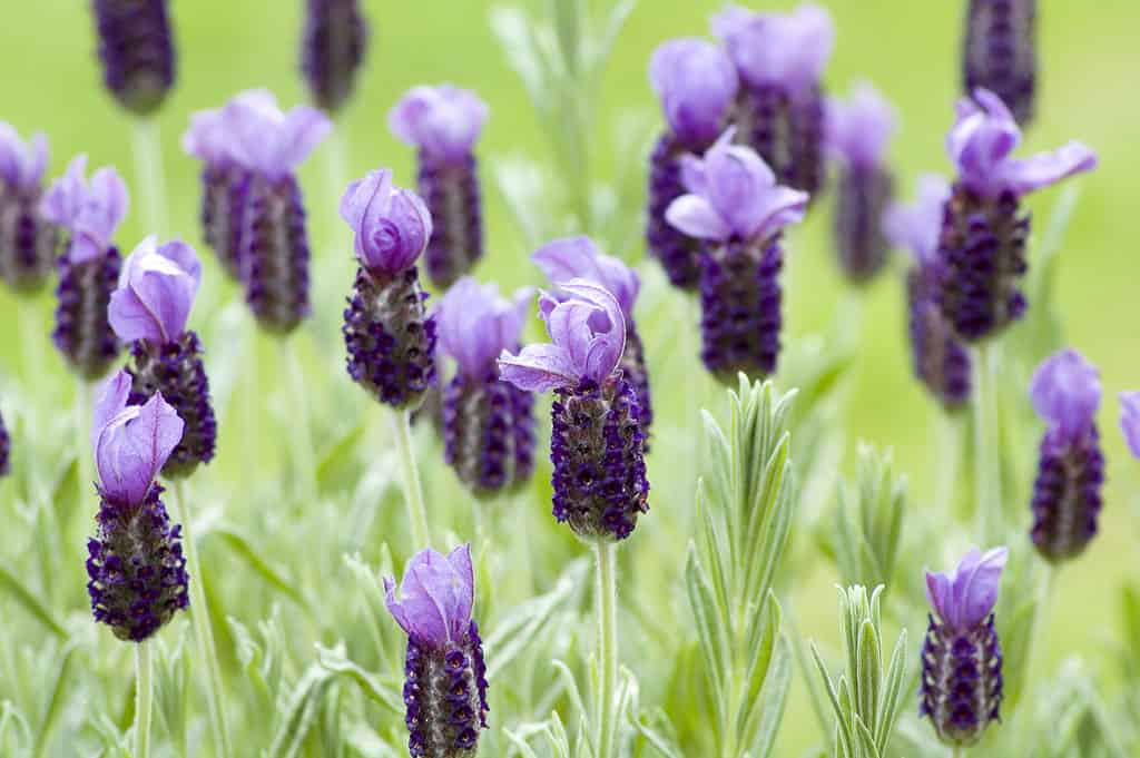'Anouk' lavender plants