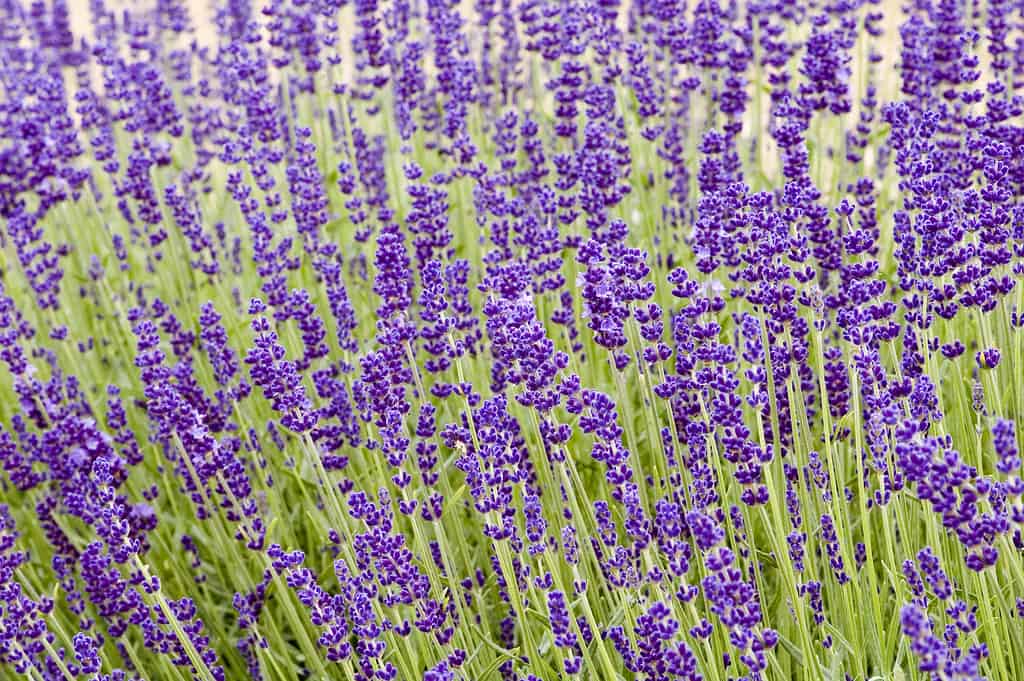 'Hidcote' lavender field